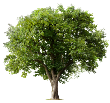 Plant A Tree